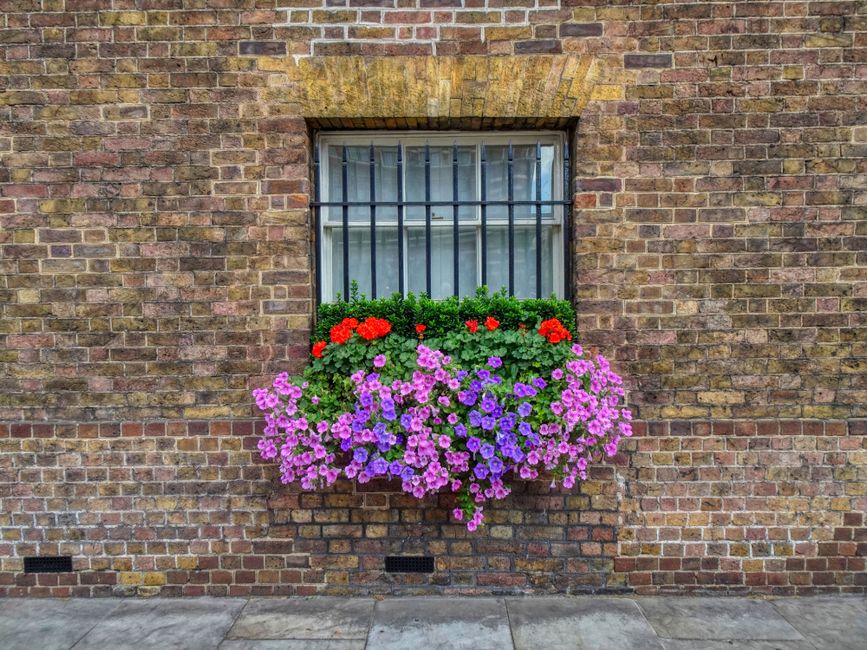 A window set into a brick wall features a flower box filled with vibrant, fresh flowers. The arrangement includes red and purple petunias, with the purple flowers cascading slightly over the edge of t