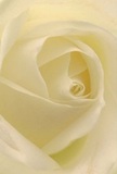 Being drawn into the heart of this cream-white rose is like stepping inside the tranquil world of a Clerkenwell morning-petals unfurl in a graceful spiral, their surfaces subtly textured and barely touched by the dew of first light. Each gentle curve creates a sense of intimacy, with shadows deepening between petals to add quiet drama. There is a luminous softness here, echoing the serenity found in Clerkenwell's secret gardens or along Amwell Street at dawn. The overall mood is peaceful and contemplative-a gentle tribute ideal for moments of sympathy, admiration, or marking new beginnings in the lives of local families. The understated, sweet fragrance seems to hang just out of reach, hinting at stories and memories cherished by the community. As a florist who knows the pulse of Clerkenwell, I see this rose as a living symbol of reverence and hope, each composition reflecting both the tender artistry of our shop and the heartfelt connections woven through every delivery across EC1.